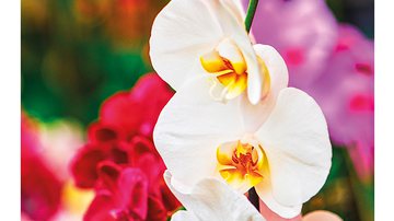 Como cultivar... orquídeas! - Shutterstock