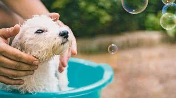 Cuide de seu cachorro em casa - Shutterstock