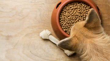 18 alimentos proibidos para cães e gatos - iStock