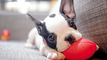 “Adotei um filhote de cão, mas ele não para de chorar. Por que isso acontece?” - Shutterstock