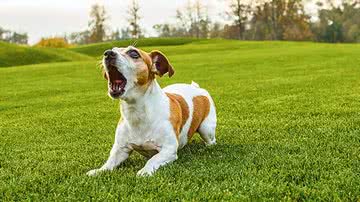 Coluna da Estopinha: E quando o cão late em excesso? - Shutterstock