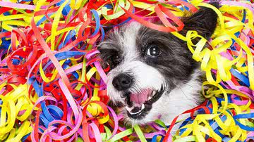 Seu animal pode ir para o Carnaval, sim! - Shutterstock