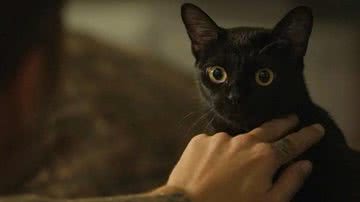 Os quatro gatos - da raça americana Bombay - vieram diretamente dos Estados Unidos para revezar as cenas da trama. - TV Globo