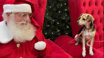 Papai Noel foi quem viu cachorro descer do ônibus. - Shopping Del Rey/redes sociais
