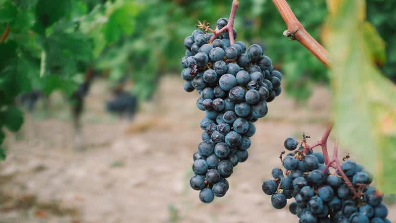 Comer uva é uma das tradições para trazer boa sorte no Ano Novo. - Howard Bouchever/Unsplash