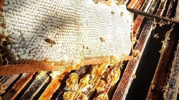 Comércio ilegal de abelhas na internet é ameaça à espécie - Aldo Machado dos Santos/Direitos Reservados