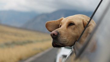 Como deixar o cachorro confortável na próxima viagem em família? - Emerson Peters/Unsplash