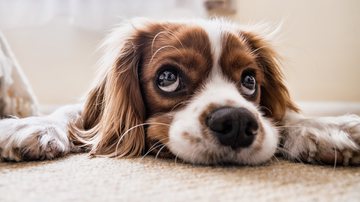 Aprenda como ensinar comandos ao seus pets - Pixabay/Picsbyfran