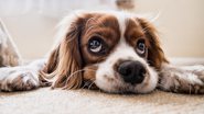 Aprenda como ensinar comandos ao seus pets - Pixabay/Picsbyfran