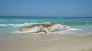 Projeto da Petrobras encontrou alto número de animais mortos em praias - Tomaz Silva/Agência Brasil