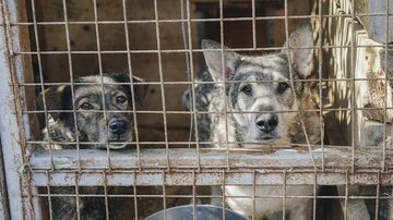 Decisão de proibir os testes em animais vertebrados foi publicada no Diário Oficial da União - Sasha Sashina/Unsplash