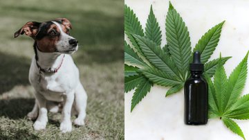 A aplicação da cannabis medicinal no tratamento veterinário será debatida no congresso “WNTC – We Need to Talk About Cannabis” - Unsplash/Gemma Regalado/Kimzy Nanney