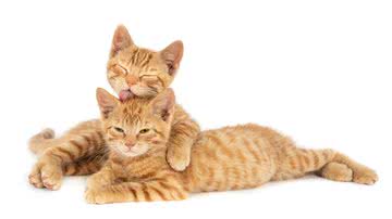 Brasil possui 34 milhões de gatos, segundo pesquisa da Euromonitor. - wirestock/FreePik