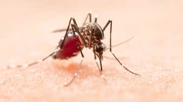 Brasil ultrapassa meio milhão de casos de dengue registrados em 2024 - Jcomp│Freepik