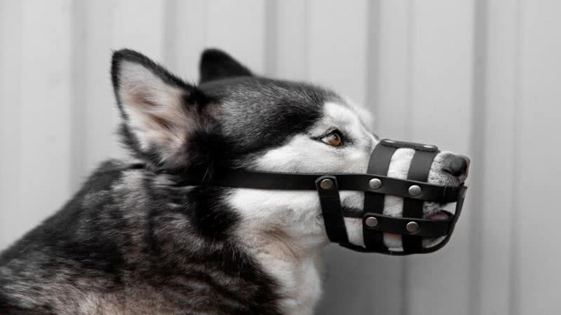 Agressividade canina - Foto: Reprodução/Freepik