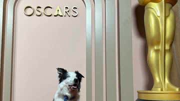 Participação de cachorro no Oscar virou brincadeira nas redes sociais; Entenda a presença do animal - Reprodução/Redes sociais