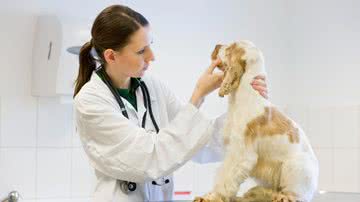 Entenda mais sobre as doenças renal crônica em cães e gatos - Divulgação/ROYAL CANIN