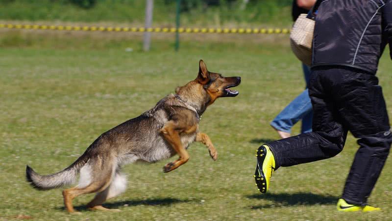 Correr de cães não é uma boa ideia se deseja evitar possíveis ataques. - Pixabay