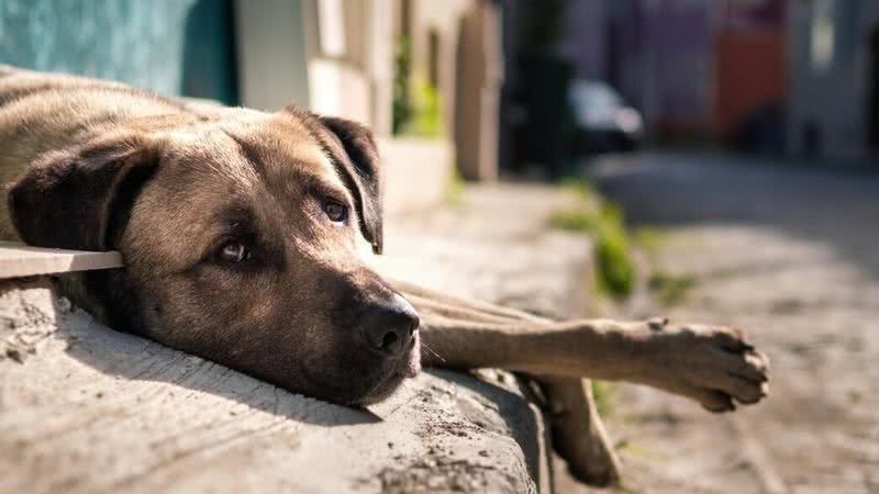 SOS Pet oferece meios de donos encontrarem seus animais de estimação. - FrimuFilms/Freepik
