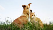 Adotar um animal de estimação incentiva a responsabilidade e a empatia - Elena Arkadova | Shutterstock