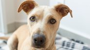 Cachorro vira-lata é carinhoso e alegre com os tutores - Divina Epiphania | Shutterstock