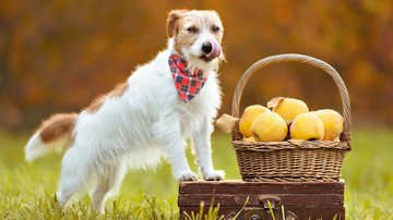 Oferecer frutas que não são digeridas pelo organismo do cão pode afetar a sua saúde. - Shutterstock