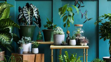 Plantas e flores trazem energia positiva para o lar. - Followtheflow | Shutterstock