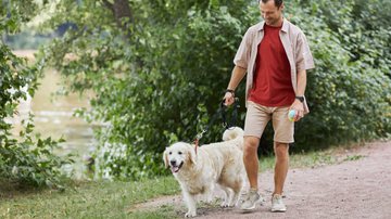 Passear com regularidade pode ajudar o animal a estabelecer uma rotina consistente - SeventyFour | Shutterstock