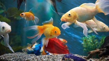 Peixes são excelentes animais de estimação - PixieMe | ShutterStock