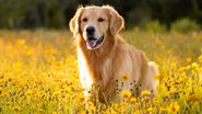 A cinomose pode atingir cães de diversas idades e raças - Imagem: Shutterstock