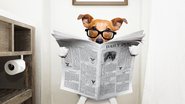 É possível ensinar seu pet a fazer xixi no local correto - Imagem: Shutterstock