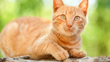 Gatos laranjas são conhecidos por terem uma personalidade única - Ivan Mateev | Shutterstock