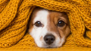 A imunidade é um dos pontos importantes para manter a saúde do seu animal de estimação - eva_blanco | Shutterstock