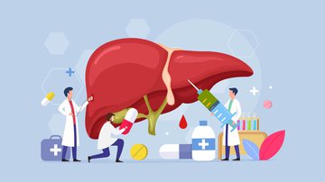 Fígado regula as substâncias enviadas ao organismo. - Shutterstock