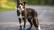 Sabia que os sapatos protegem as patas dos cachorros? - (Imagem: Shutterstock)