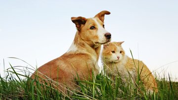 Cães e gatos têm o hábito de comer grama; entenda o motivo - Elena Arkadova | Shutterstock