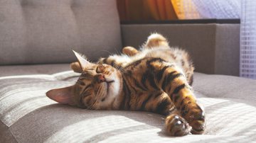 Movimento de "amassar pãozinho" ajuda os gatos a demonstrarem afeto. - antibydni | Shutterstock
