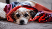 Em épocas mais chuvosas, é preciso estar atento à saúde do pet - Sonja Rachbauer | Shutterstock