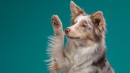 Conhecer a personalidade do pet ajuda a definir o nome do seu cachorro. - Dezy | Shutterstock