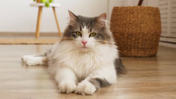 As doenças renais são mais frequentes em gatos. - Shutterstock
