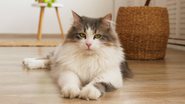As doenças renais são mais frequentes em gatos. - Shutterstock