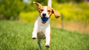Oferecer momentos felizes aos pets é importante para a saúde mental e física deles - Imagem: Shutterstock