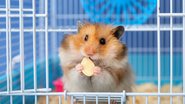 Hamsters são fáceis de alimentar e podem ser ótimos animais de estimação. - (Imagem: Pixel-Shot | ShutterStock)