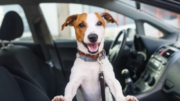 Viajar com o animal de estimação exige cuidados (Imagem: Shutterstock)