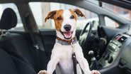 Viajar com o animal de estimação exige cuidados (Imagem: Shutterstock)