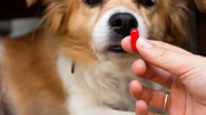 Remédios podem ser perigosos para  animais de estimação . - Shutterstock