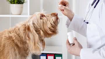 Remédios para cachorro - Shutterstock