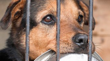 Maltratar animais é crime. Denuncie! - Shutterstock