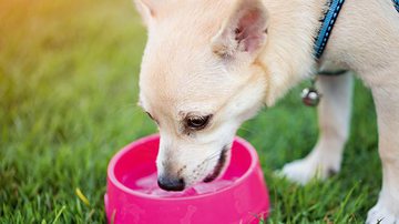 Como manter o cachorro fresquinho no verão - Shutterstock