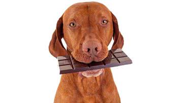 Cachorro pode comer doce? - Shutterstock